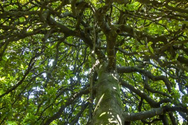 çam ağacı kabuğu ve vücut arka planı, yakın plan, güzel ağaç arka plan