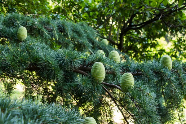 Cedrus Deodara Botanic Garden Pinaceae Tree Close — Fotografia de Stock