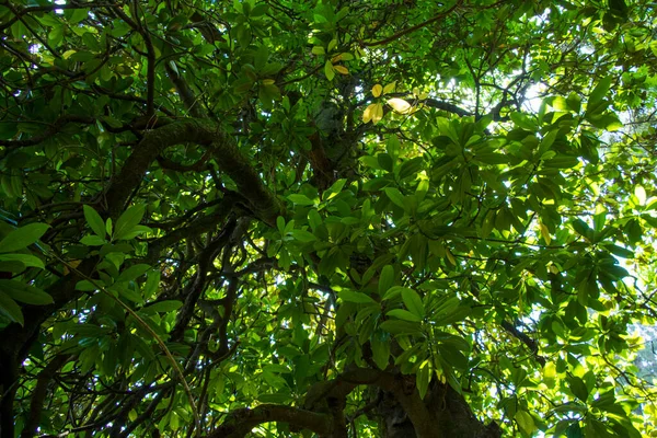 Árvore Pinho Casca Corpo Fundo Close Belo Fundo Árvore — Fotografia de Stock