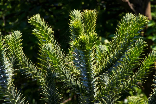 Araucaria araucana ağacı, Batumi botanik bahçesinde çam yeşili.