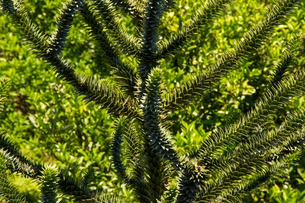 Araucaria Araucana Tree Pine Evergreen Batumi Botanic Garden —  Fotos de Stock