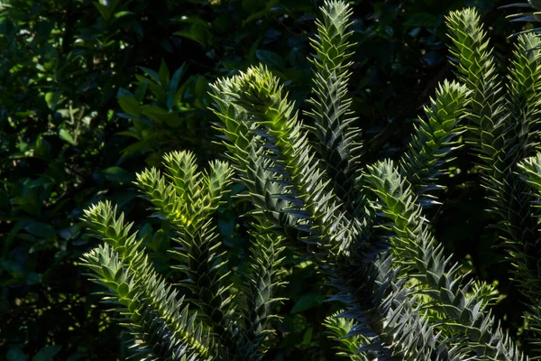 Araucaria Araucana Tree Pine Evergreen Batumi Botanic Garden —  Fotos de Stock