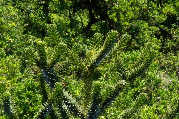 Araucaria Araucana Tree Pine Evergreen Batumi Botanic Garden — Foto de Stock