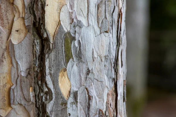 Corteza Árbol Fondo Corporal Primer Plano Macro Material Madera Hermoso —  Fotos de Stock