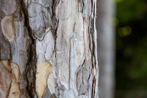 Corteccia Dell Albero Sfondo Del Corpo Primo Piano Macro Materiale — Foto Stock