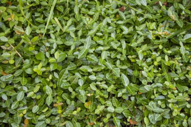 Ivy bitki arkaplanı ve dokusu, yeşil renk