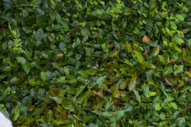 Ivy bitki arkaplanı ve dokusu, yeşil renk