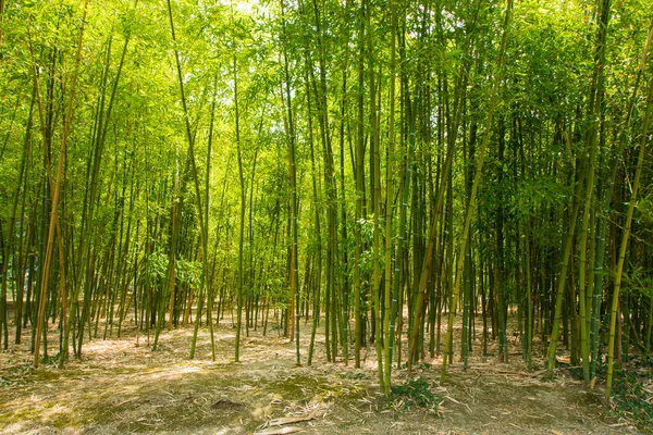 Floresta Bambu Árvores Primavera Fundo Cor Verde Luz Dia Livre — Fotografia de Stock