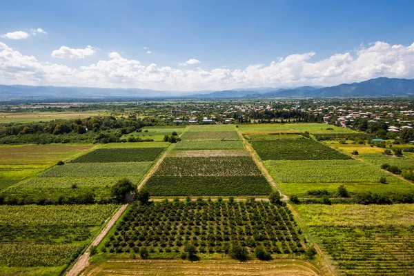 ジョージア州カヘティの農業分野の高い角度ビュー 畑と空 — ストック写真