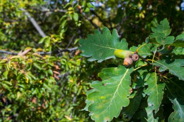 Meşe ağacı, yeşil arkaplan, meşe tohumu ve yapraklar