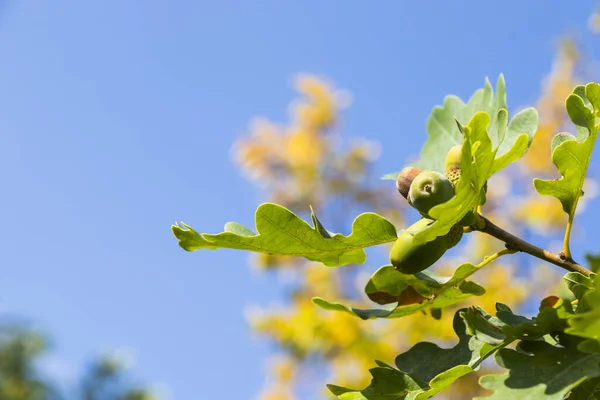 Eiche Grüner Hintergrund Eichensamen Und Blätter — Stockfoto
