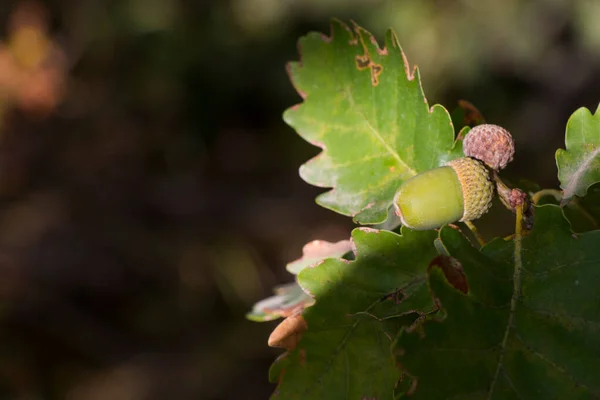 Oak tree, green color background, oak seed and leaves