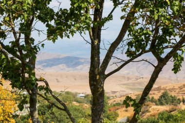 Sonbahar ve sonbahar ağacı ve dağ manzarası