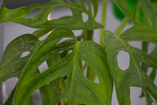 Fundo Plantas Urbanas Casa Colo Verde — Fotografia de Stock