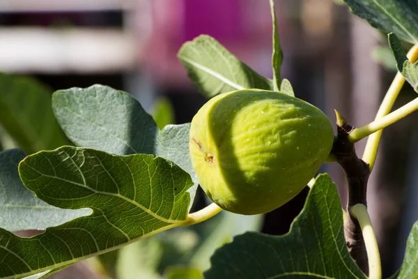 Higo Árbol Higuera Durante Verano — Foto de Stock