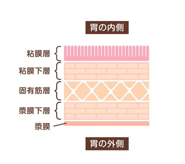 胃内衬 切面图解 — 图库矢量图片