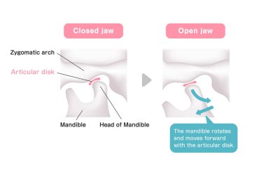 Structural illustration when opening and closing the jaw clipart