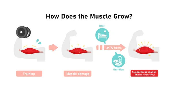 Mechanism Muscle Growth Supercompensation Vector Illustration — 图库矢量图片