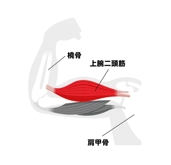 Arm Muscle Anatomical Illustration Biceps Japanese — ストックベクタ