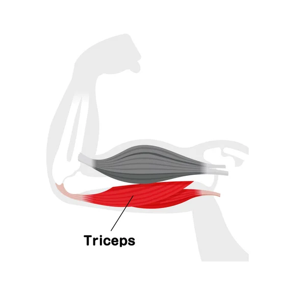 Ilustração Anatômica Músculo Braço Tríceps — Vetor de Stock