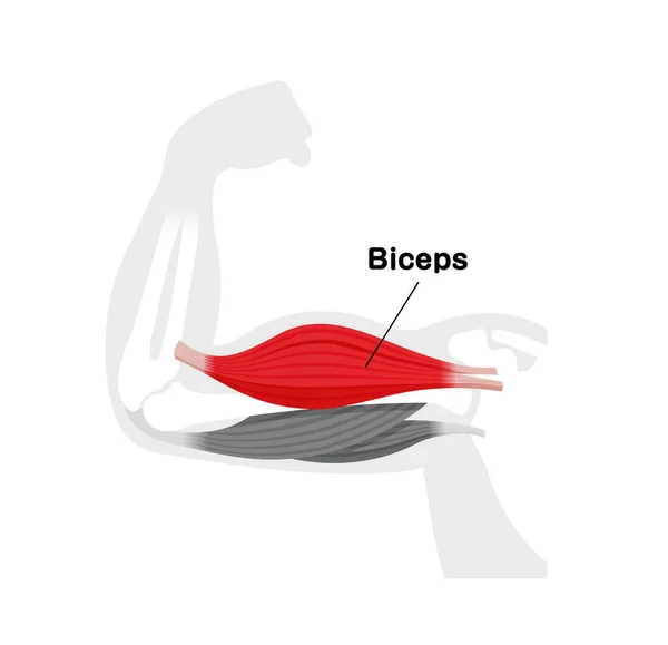 Arm Muscle Anatomical Illustration Biceps — Stockový vektor