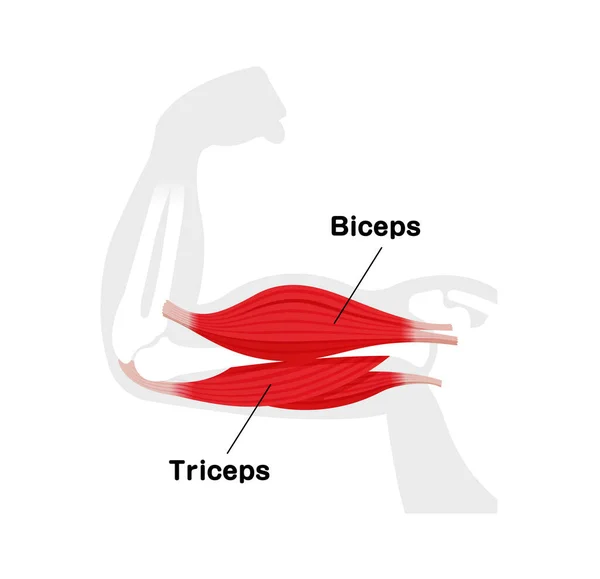 Illustrazione Anatomica Del Muscolo Del Braccio Bicipiti Tricipiti — Vettoriale Stock
