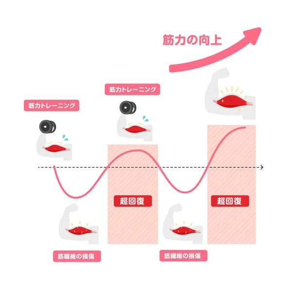 Ilustración Gráfica Del Crecimiento Muscular Eficiente Mecanismo Supercompensación Japón — Vector de stock