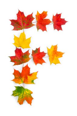Beyaz arkaplanda renkli sonbahar akçaağaç yapraklarının F harfi. Üst manzara, düz uzanma