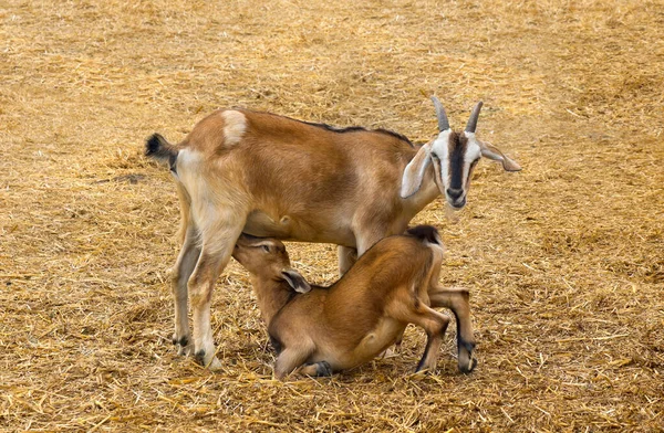 Petit Chèvre Est Nourri Par Lait Mère Chèvre Sur Une — Photo