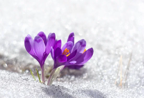 春天的雪花 紫色的番红花 Crocus Heuffelianus 雪地里有文字的空间 — 图库照片