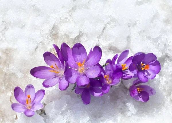 Flores Azafrán Violeta Crocus Heuffelianus Nieve Con Espacio Para Copiar —  Fotos de Stock