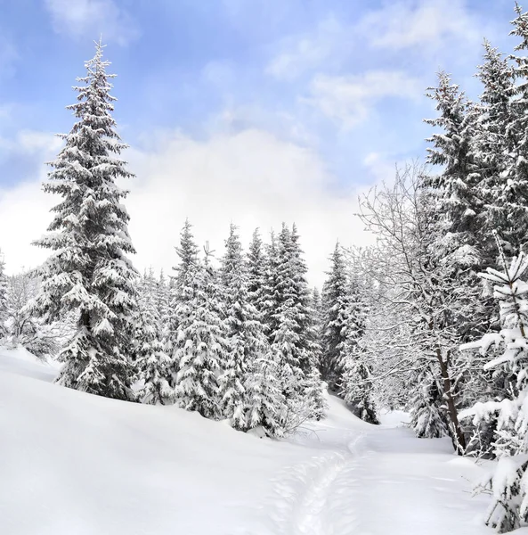 Paisaje Invernal Montañas Con Sendero Con Huellas Nieve Siguiendo Abeto —  Fotos de Stock