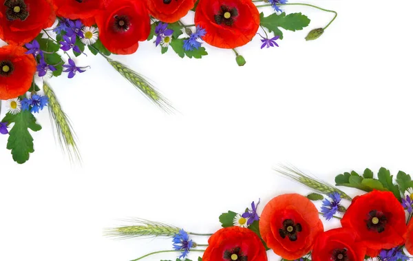 Рамка Польових Квітів Квітів Червоного Маку Снігу Кукурудзяної Квітки Адріди — стокове фото