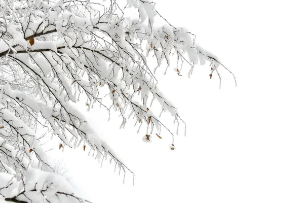 Ramas Árbol Cubiertas Escarcha Nieve Sobre Fondo Bosque Invernal Nieve — Foto de Stock