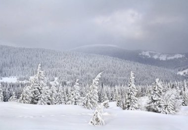 Winter landscape of mountains in snow in fir forest and glade