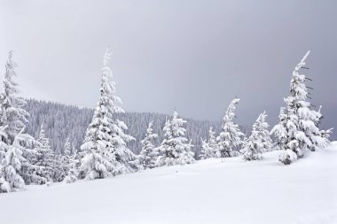 Winter landscape of mountains in snow in fir forest
