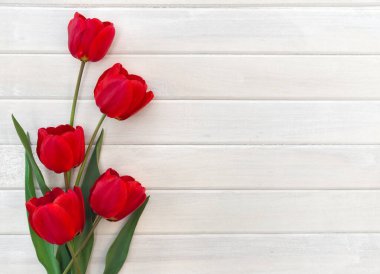 Red tulips on background of white painted wooden planks with space for text. Top view, flat lay