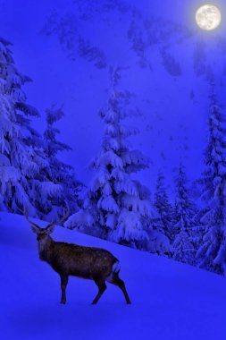 Deer walking night in the snow in fir forest. Full Moon rising above the winter fir forest covered of snow in mountains. Landscape winter