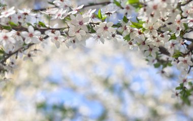 Blooming cherry tree, white flowers cherry on twig in garden in a spring day on blur nature background with space for text