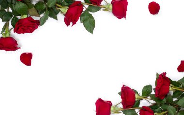 Frame of red roses and petals on a white background with space for text. Top view, flat lay. Valentines Day decoration