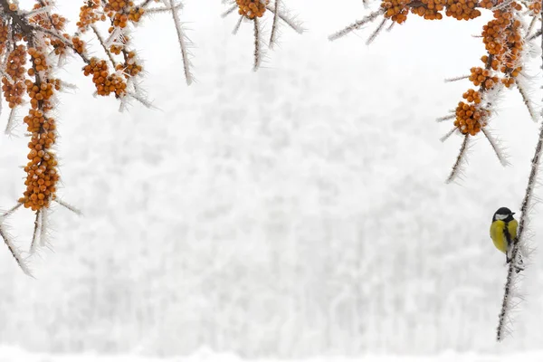Branches Sea Buckthorn Frozen Berries Covered Hoarfrost Snow Winter Forest — 스톡 사진
