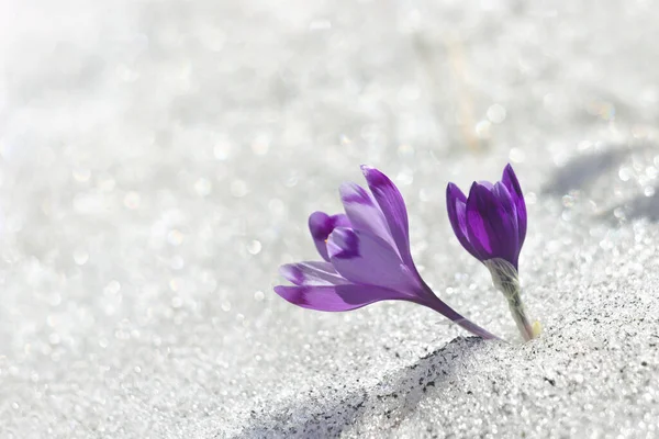 春天的雪花 紫色的番红花 Crocus Heuffelianus 雪地里有文字的空间 — 图库照片