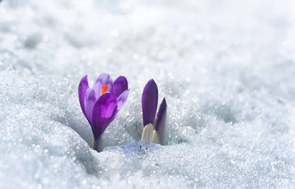 Весенние Подснежники Фиолетовые Крокусы Crocus Heuffelianus Снегу Пространством Текста — стоковое фото