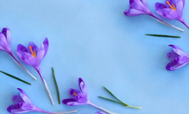 Mavi kağıtta menekşe timsah çerçevesi ve metin için yer var. Üst manzara, düz yatış. Bahar çiçekleri