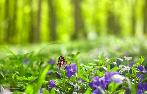 Blue Flowers Periwinkle Butterfly Forest Spring Morning Background Blur Forest — Stock Photo, Image