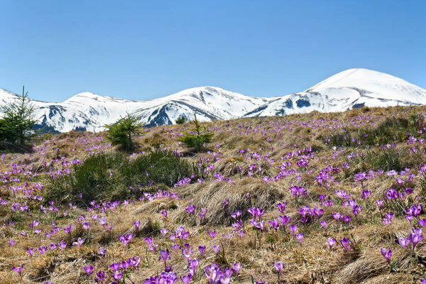 Весенний пейзаж цветов фиолетовый крокус (Crocus heuffelianus) на поляне в горах, хребетный горный хребет Черногория в Украине, покрытый снегом, гора Говерла. Карпатские горы