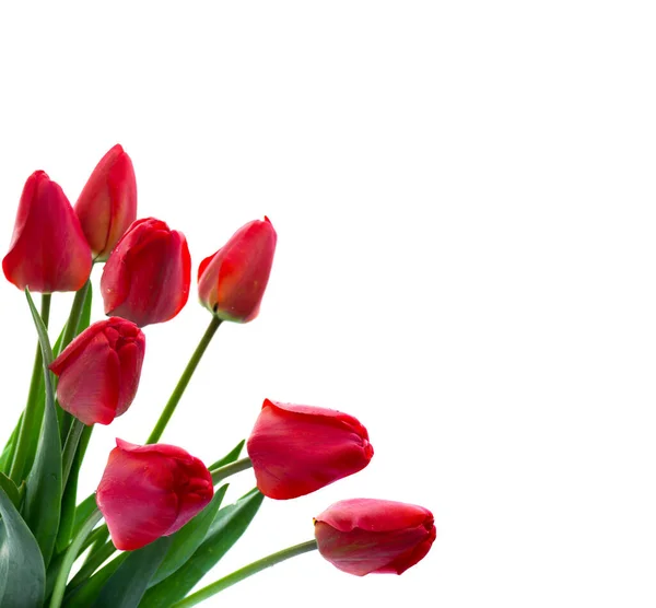 Brotes Rojos Tulipanes Sobre Fondo Blanco Con Espacio Para Texto —  Fotos de Stock