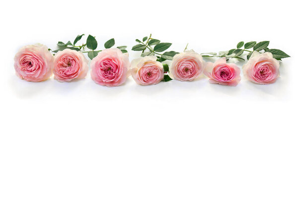 Flowers pink roses on a white background with space for text. Decoration of Valentine Day