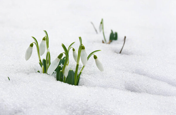 Весна белые подснежники (Galanthus nivalis) в снегу в лесу с местом для текста