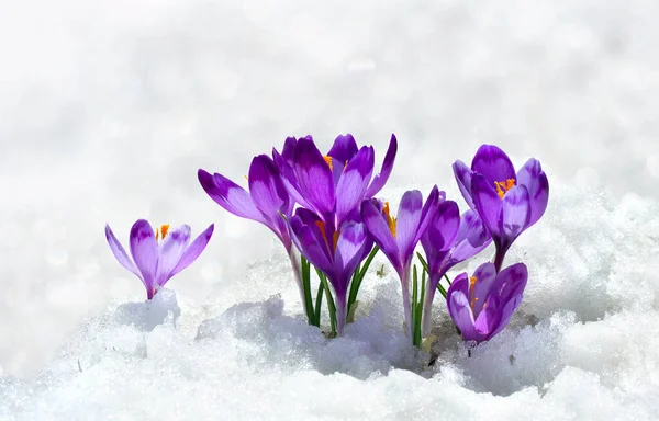 İlkbahar kardelen çiçekleri menekşe timsahlar (Crocus heuffelianus) kar içinde metinler için boşluk ile